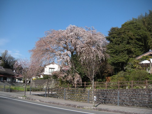 大原大しだれ桜2014.3.31
