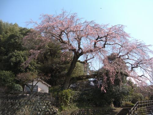 大原大しだれ桜2014.3.21-2