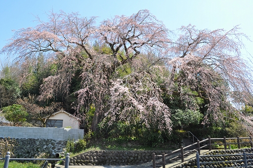 大原大しだれ桜2015.3.26