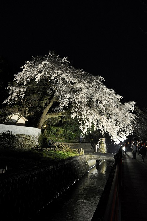 大原大しだれ桜2015.3.31