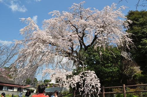 大原大しだれ桜2015.3.29