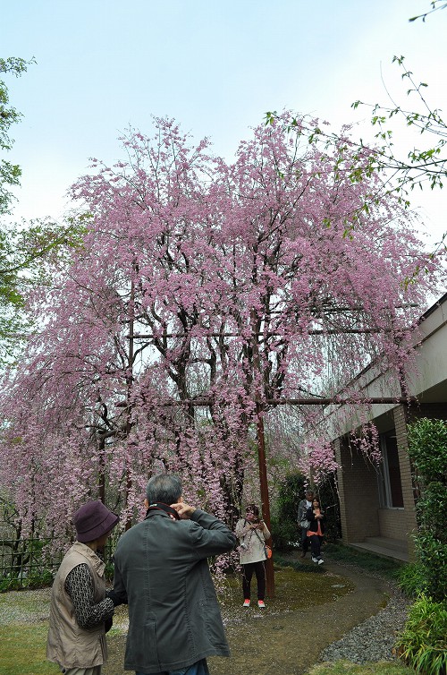 いいちこ紅しだれ桜