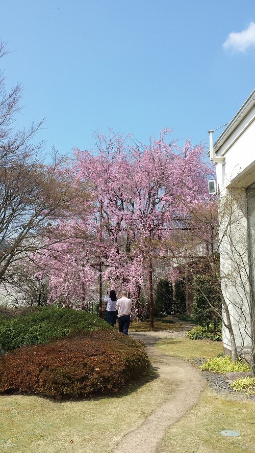 いいちこ日田蒸留所紅しだれ桜