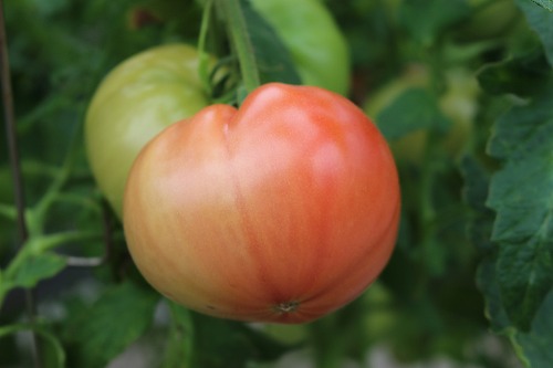 「イオントマト」です。すごく特別な品種！というわけではなく、手間暇がこめられるこそ出る美味さなのです。感動！