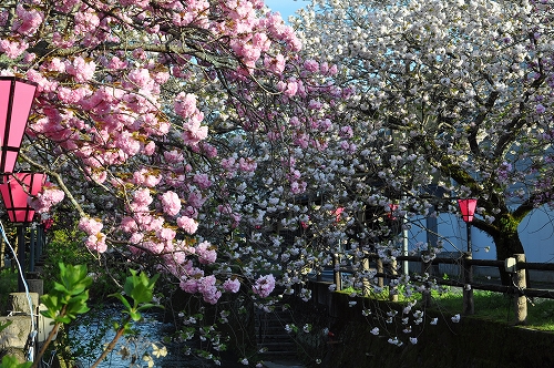 中野川の八重桜2015.4.11