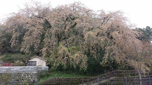 大原大しだれ桜2015.4.4