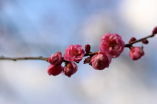 まだ寒そうにちぢこもった花びら
