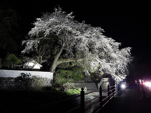昨晩の大しだれ桜ライトアップ