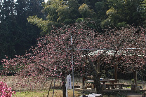 本日の河津桜の様子