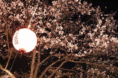 提灯でピンクに染められた夜桜