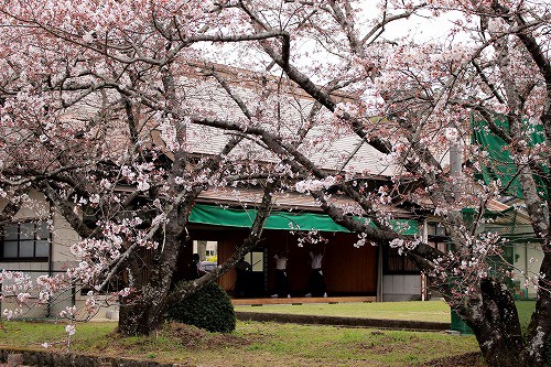 弓道場横の桜並木も素敵ですよ