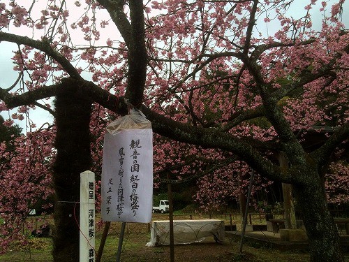 お母さんの、春を表現した一句。しびれます。