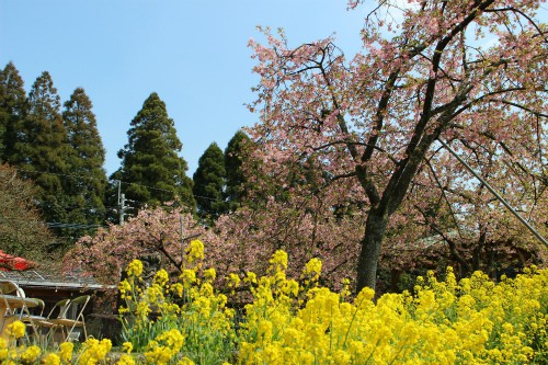 桜×菜の花×青空×緑