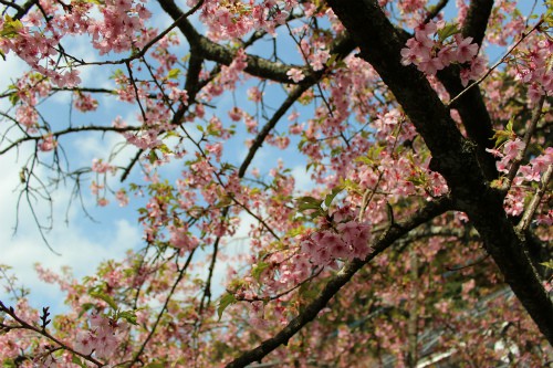 個人的には葉桜の方が好きです。