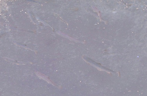 一昨日の釣堀の様子。大物が沢山泳いでます。
