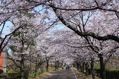 桜のトンネルは見物!!