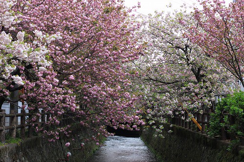 まだまだ見応えある桜風景!
