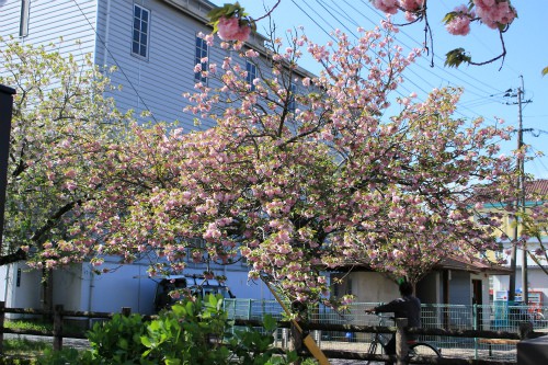 桜、散り方も見事。