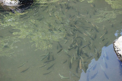 やまめの大群、釣堀を覗いて、ビックリしました。