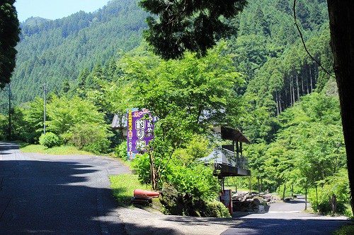 新緑がとっても綺麗です!