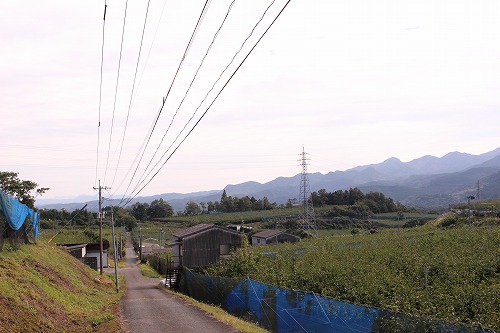日田市にこんなに広大な梨園があるとは、初見でした。