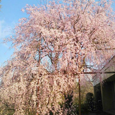 いいちこ紅しだれ桜 開花状況 19 4 6 おいでひた いいちこ紅しだれ桜 開花状況 19 4 6 おいでひた