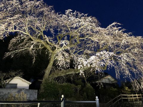 大原大しだれ桜ライトアップが始まりました おいでひた